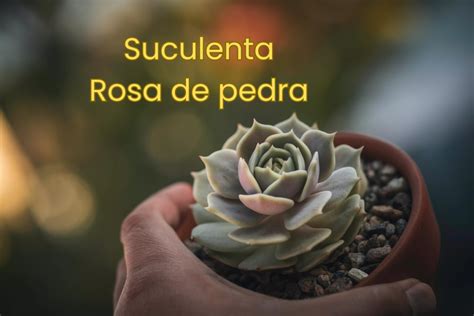 Passos Simples Para Cuidar Da Suculenta Rosa Pedra Andreia