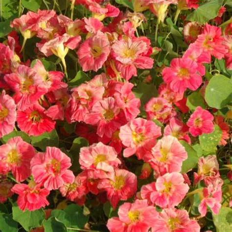 Common Tropaeolum Majus Nanum Cherry Rose Seeds At Best Price In