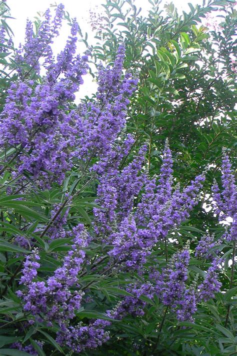 Buy Shoal Creek Chaste Tree Vitex FREE SHIPPING Wilson Bros