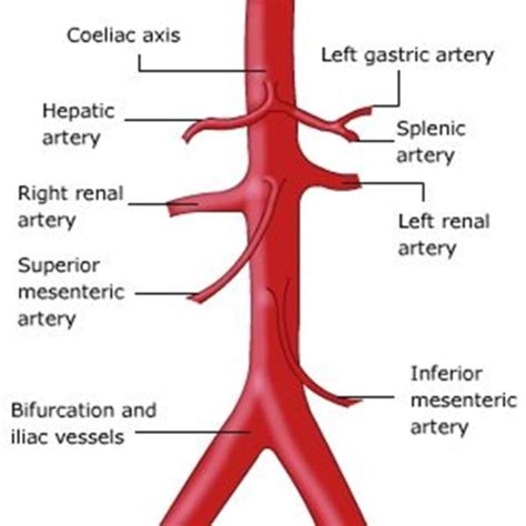 Abdominal Vasculature Flashcards Quizlet