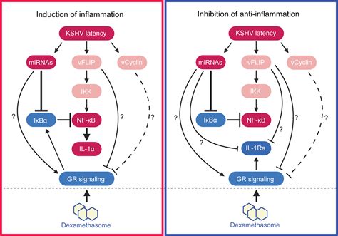 Activation Of Glucocorticoid Receptor Signaling Inhibits KSHV Induced