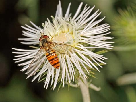 Marmalade Hoverfly Episyrphus Balteatus Female A Very Flickr