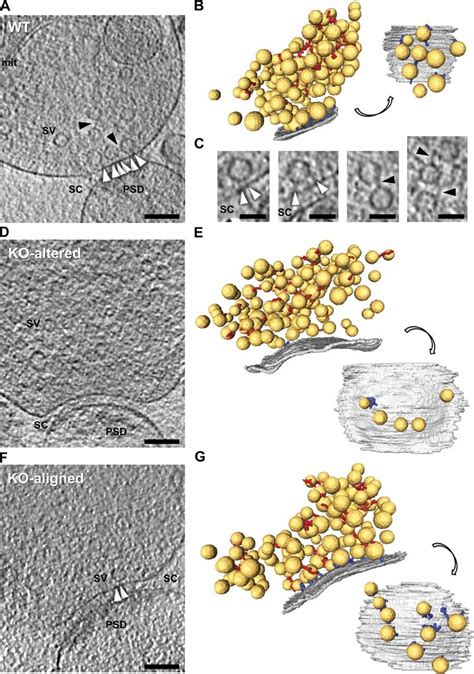 Morphology Of Wt And Rim Ko Synapses By Cryo Et In Unstained