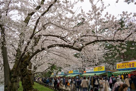 【弘前さくらまつり準まつり体制開始】弘前公園 園内の桜の様子（2023年4月15日） 弘前さくらまつり Hirosaki Cherry