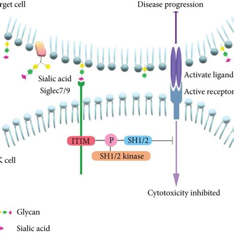 Siglec Cross Talking With Sialic Acids Sia On The Surface Of