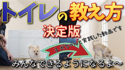 【犬のしつけ】トイレの教え方決定版！子犬のトイレトレーニングのやり方実践編 Youtube