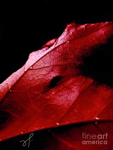 Scarlett Red Maple Leaf Photograph by Lynne Paterson - Fine Art America