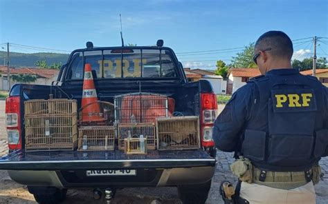 Prf Realiza Quatorze Prisões Nos Primeiros Três Dias Da Operação Semana