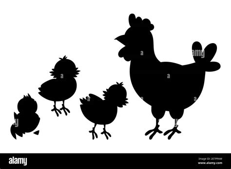 Hen Y Pollos Silueta Negra Ilustraci N Vectorial Aislada Sobre Fondo