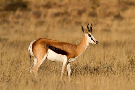 Male Springbok Stock Image Image Of Land Africa Springbok 15936889