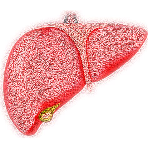 20000 Free Liver Cartoon And Cartoon Images Pixabay