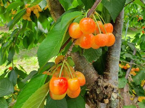 Royal Rainier Cherry Prunus Avium Trees Outlet Online