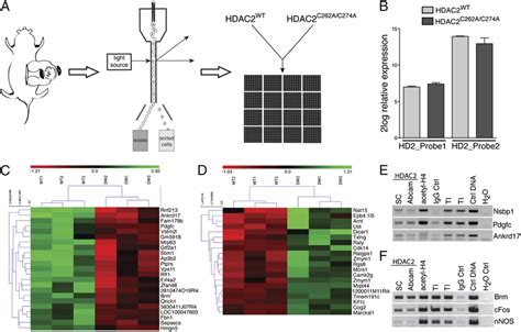 Characterization Of The Transcriptional Program Regulated By HDAC2