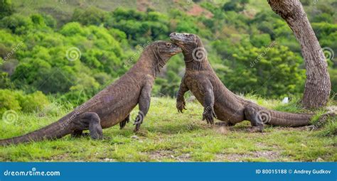 Komodo Dragons are Fighting Each Other. Very Rare Picture. Indonesia ...