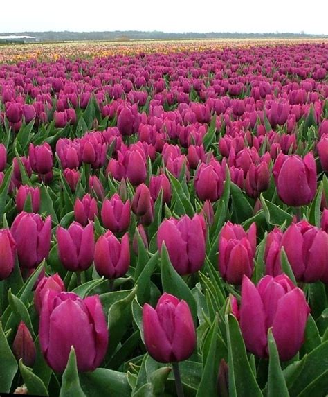 Tulip Purple Prince Single Early Tulips Tulips Flower Bulb Index Bulb Flowers Spring