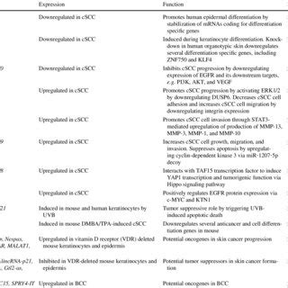 An Overview Of Lncrnas Implicated In Epidermal Homeostasis In Normal