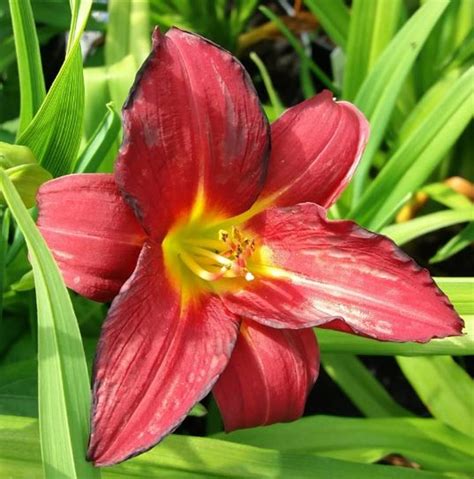 Hemerocallis Pardon Me Farmyard Nurseries