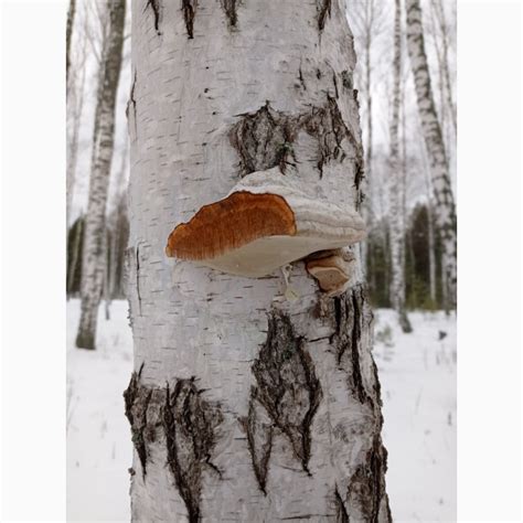 Продам/купить гриб трутовик настоящий, березовая губка - Сумская обл ...