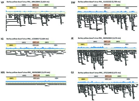 Viral Genome Assembly Of Identified BYDV PAV Isolates Genome