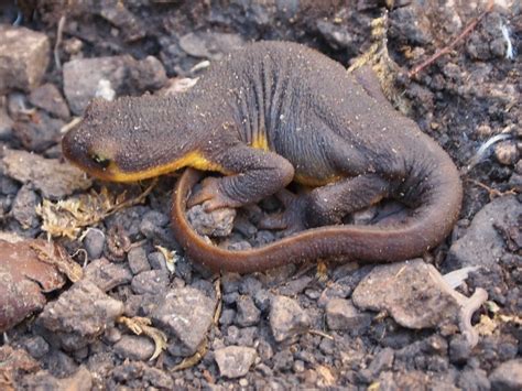 Definitive Guide To Rough-skinned Newt Facts, Habitat, Conservation