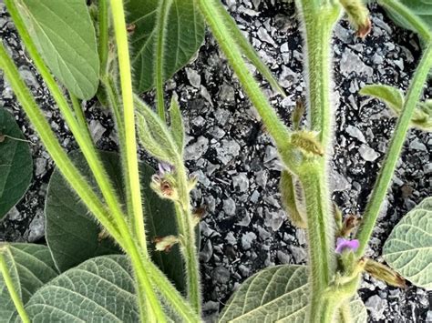 Soybean Progress And Pod Set Growth Stages Ohio Ag Net Ohio S