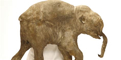 These Baby Woolly Mammoths Have Scientists Going Gaga | HuffPost