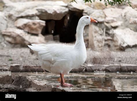 Goose Stock Photo - Alamy