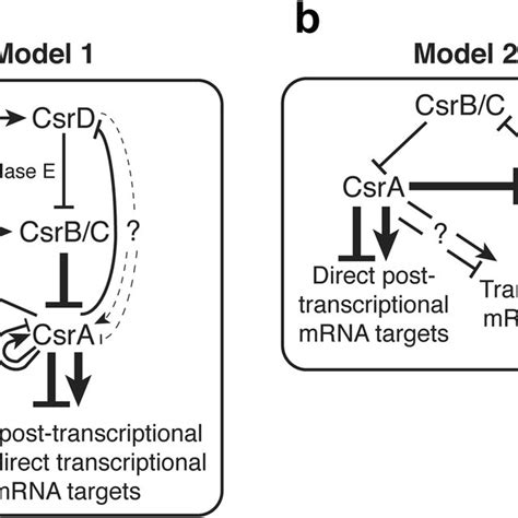 CsrD Regulates Gene Expression In CsrB C Dependent And Independent