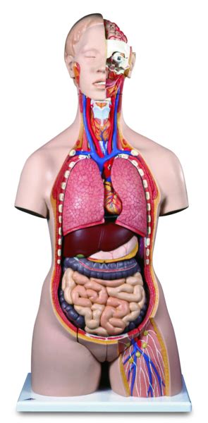 UK 3B Deluxe Dual Sex Torso With Opened Back HCE