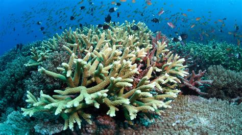 Unesco Removes Australia S Great Barrier Reef From Its Danger List Here S Why