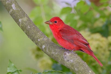 10 Red Bird Species (with Pictures and Information)