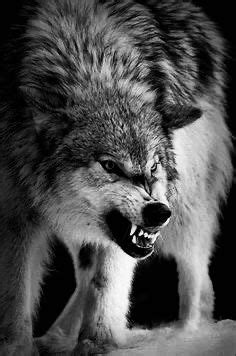 Angry Wolf Wallpaper