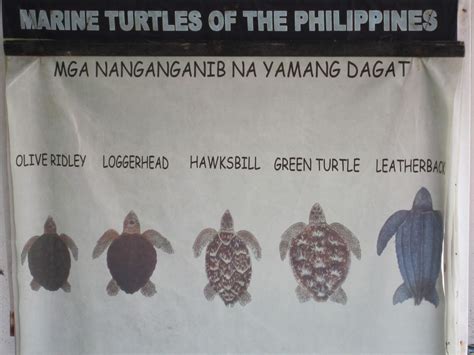 About Anything and Everything: Bataan: Pawikan Conservation Center!