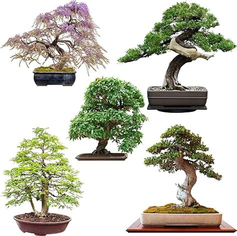 Exotische Bonsai Samen Mit Hoher Keimrate Pflanzen Samen Set F R