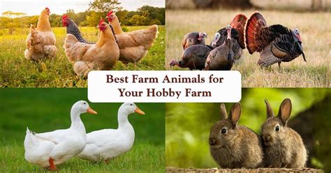 farm animals   hobby farm