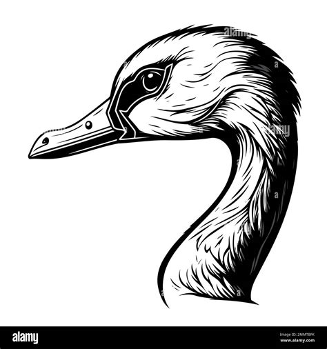 Waterfowl Duck Animal Head Vector Illustration Stock Vector Images Alamy