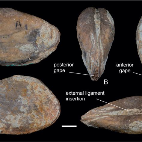 Holotype 04a14 A1 Of Elliptio Galvensis A Left B Download