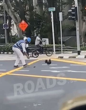 Chicken & Chicks Try To Cross Road In Tanjong Pagar, Safety Supervisor ...