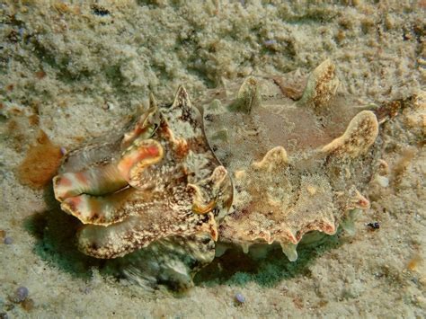 Camouflaged Flamboyant Cuttlefish - by Albert Kang - JungleDragon