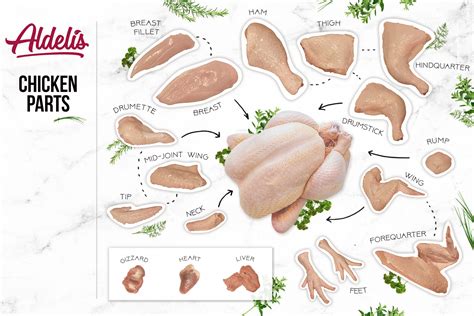 Parts Of A Chicken H