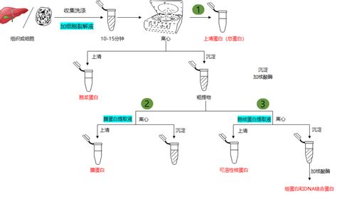 Wb专栏——好的样本制备是实验成功的一半 爱必信 Absin 官网