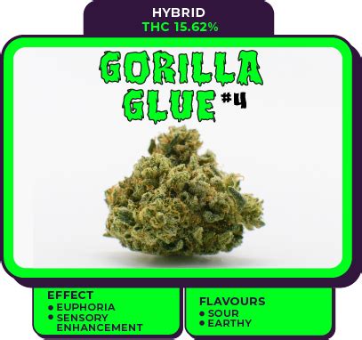 Gorilla Glue Strain - Juicy Buds