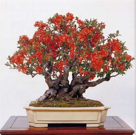 Beautiful and Rare Bonsai Trees ScreenSavers and images collections ...