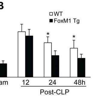 Rapid Recovery Of Vascular Permeability In Foxm Tg Lungs Following Clp