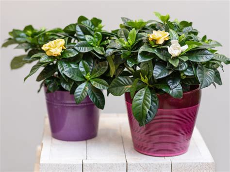 How to Care for Gardenia Plants? - Plant Index