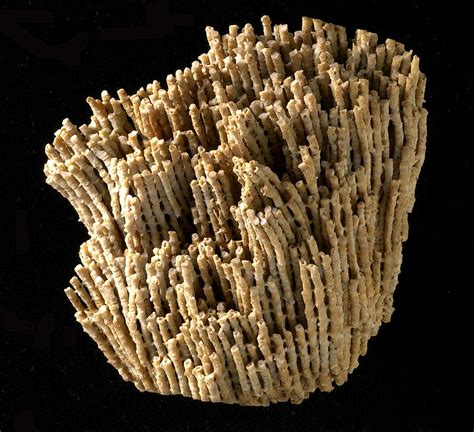 Syringopora Fossil Coral Photograph by Natural History Museum, London