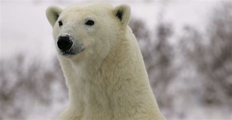 Polar Bear Photography Tour | Photo Expeditions