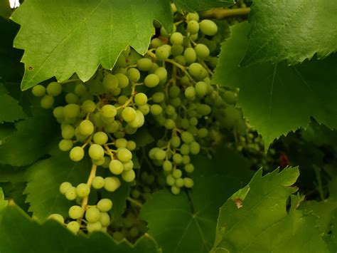 wine grapes growing  stock photo public domain pictures