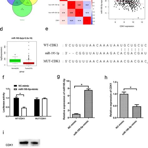 Cdk May Be A Target Of Hcc A Heat Map Of The Top Differentially