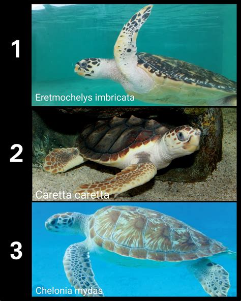 #RetoSemanal Las respuestas correctas son: 1. Tortuga carey